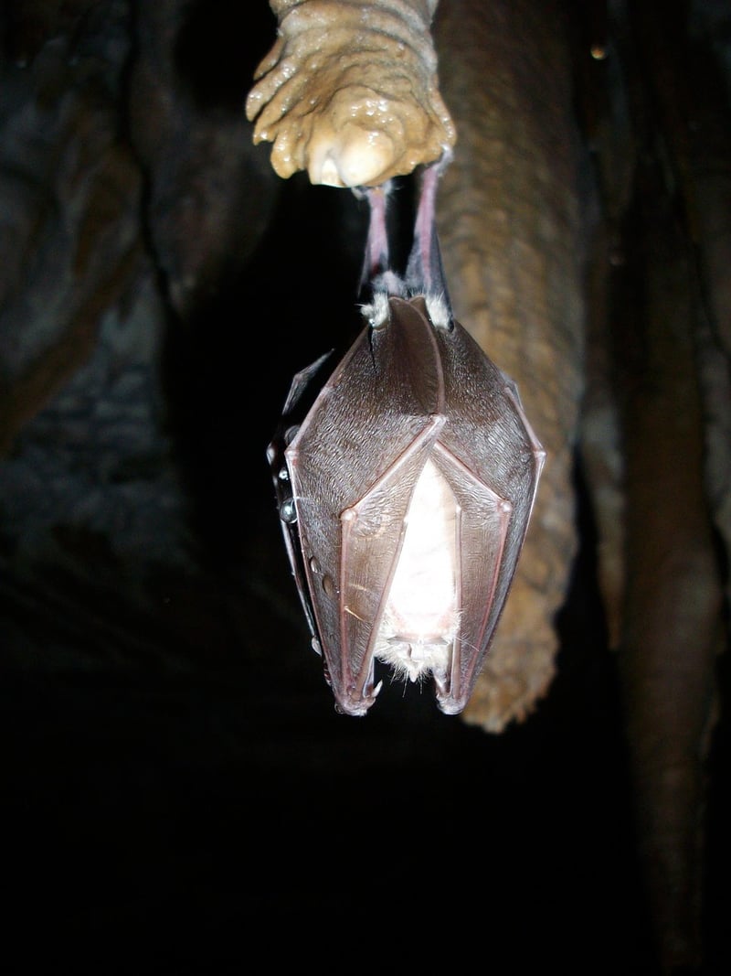 Hibernation Chambers
